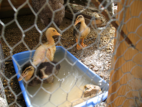 ducklings1